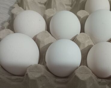 корм для курей в бишкеке: Продаю инкубационные яйца леггорн стандарт! и черный леггорн с петухом