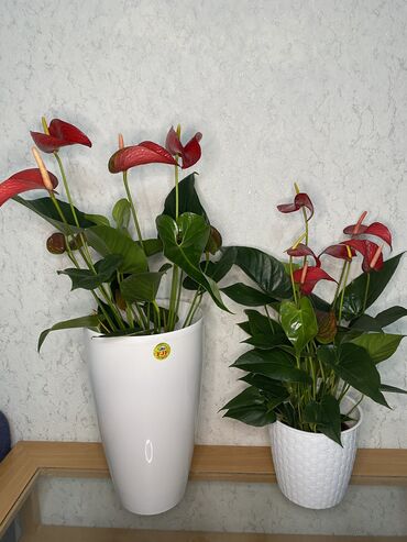 антуриум цветы: Антуриум 65-70см гиганты