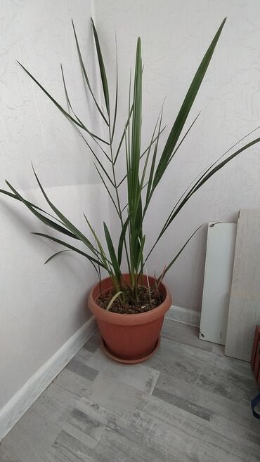 дом растение пальма: Пальма финиковая,
Для офиса и дома.
Очень красивая