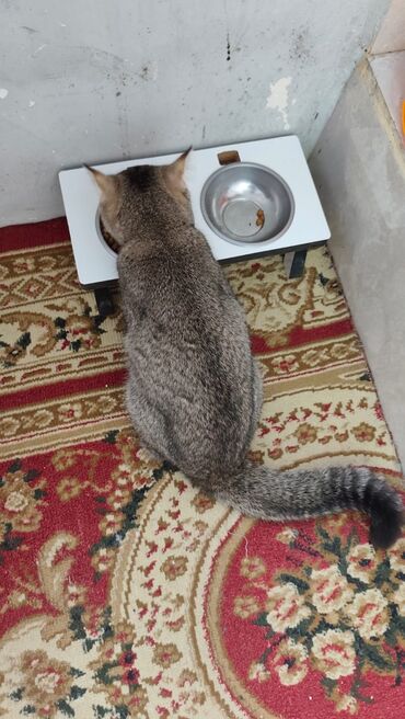 Yuvalar: Bir pisiye aid olan butun esyalar satilir yemek qabi qum qabi boyuk — 12