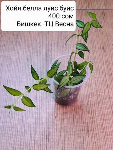 Хойи: Хойи в ассортименте Цена и название на фото Некоторые сорта