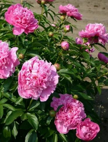 цветы пионы: В связи с отъездом продаю оптом и в розницу многолетние садовые