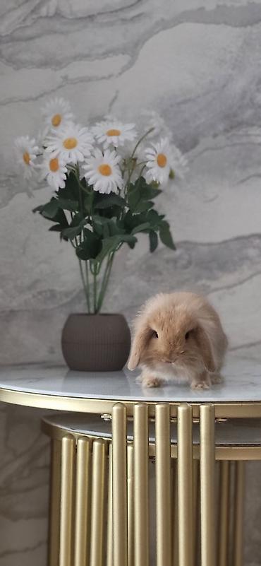 col dovsani: Mini lop dovşan 2 ay yarımlıqdı yeni alınıb bina evində baxmaq çətin — 5