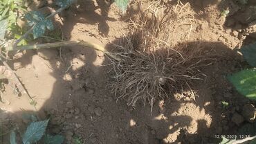 Другие комнатные растения: Саженцы Ежевика безшипная — саженцы с открытой корневой системой сорт — 2