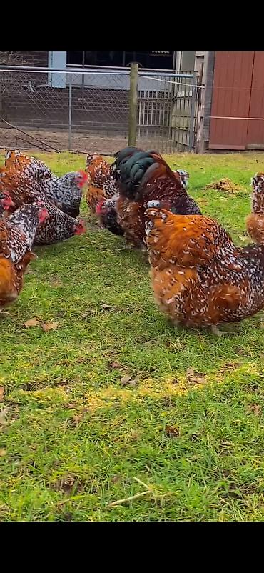 Toyuqlar: Toyuq, Damazlıq -da lalafo.az — 6 Toyuqlar: Toyuq, Damazlıq — 6