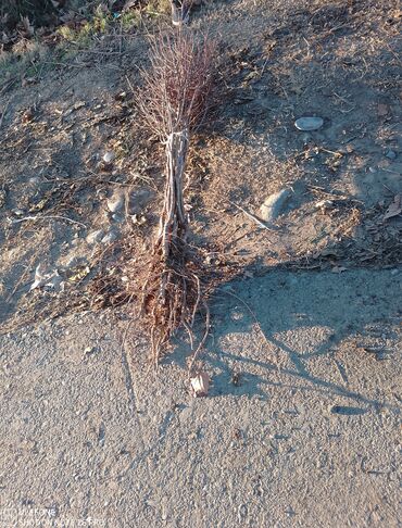 Şitillər: Sağlam meyvə tinglərin satişi çatdırılma pulsuz — 7