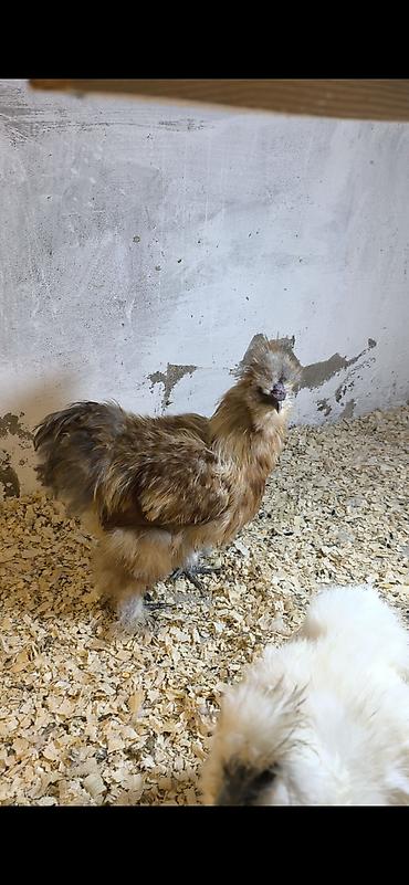ceşka 2 3 kompressor: Ponpon xoruz. 6 aylıqdı bana düşüb. təcili satılır. qiymət sondur — 2