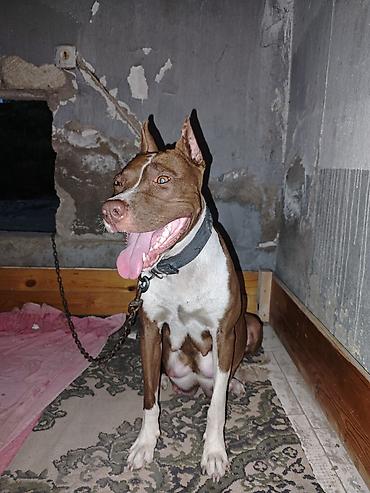 İtlər: Pitbul, 1 ay, Dişi, Ödənişli çatdırılma -da lalafo.az — 11 İtlər: Pitbul, 1 ay, Dişi, Ödənişli çatdırılma — 11