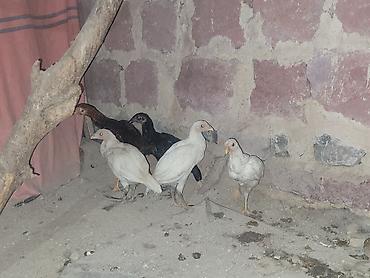 it sekilleri afcarka: Gördüyünüz təmiz qan cins xoruzdan olan cücəlır xoruz meydan görmüş — 4