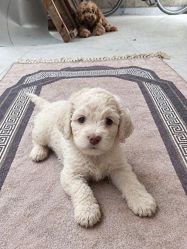 minyatür poodle: Pudel, 1 ay — 2