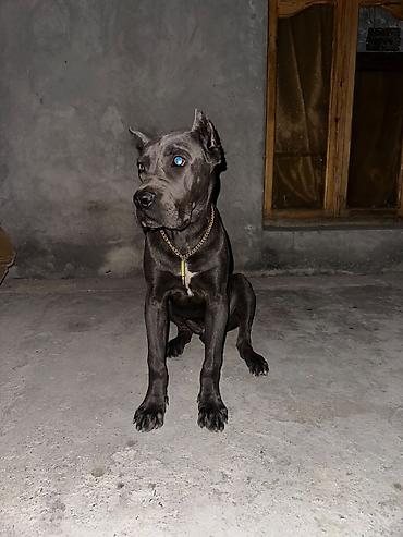 Kane-Korso, 6 ay, Erkək, Peyvəndli, Ünvandan götürmə lalafo.az -da Kane-Korso, 6 ay, Erkək, Peyvəndli, Ünvandan götürmə