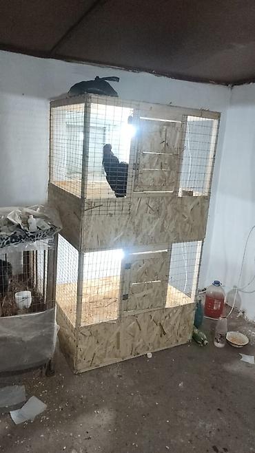 Инкубаторы: Многоярусный брудерный стеллаж для выращивания птицы Цена зависит от — 7