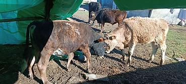 Коровы, быки: Продаю | Бык (самец) | Полукровка | На откорм — 3