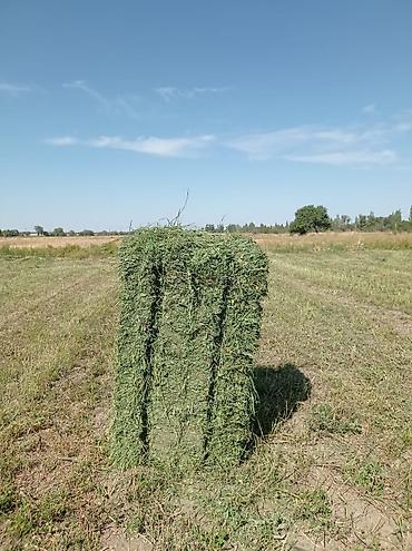 Биринчи укос беде тюк.1300тюк.бар.270сомдон алсан Верхний зона