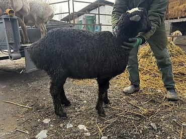 Баран, овца: Продаю | Овца (самка) | Для разведения | Ярка — 13