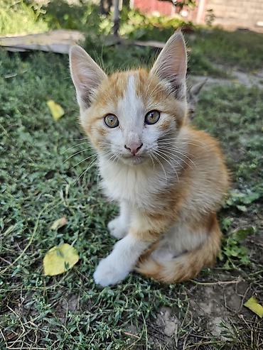 котята милые: Рыже-белый котёнок мальчик с выразительными янтарными глазами и — 1