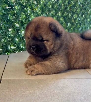 Psi: Čistokrvni CHOW-CHOW štenci Na prodaju čistokrvni CHOW-CHOW štenci — 2