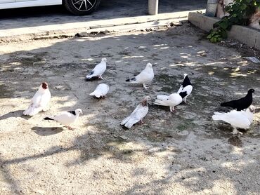 qus yuvasi satisi: Salam quslar maşdagadadi hopdom. Satilir qiymet 8manat hopdavoy tek