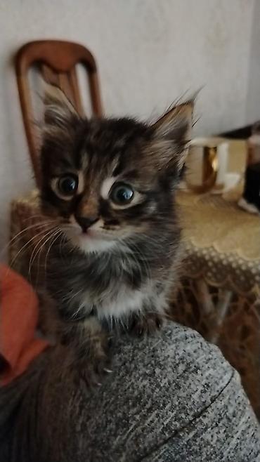 Pişiklər: Türk anqora, Erkək, Dişi, Yaxşı əllərə, Pulsuz çatdırılma — 11