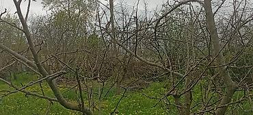 Torpaq sahələrinin satışı: 55 sot, Kənd təsərrüfatı — 26