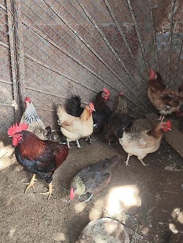 kənd colpası satışı: 🐔 YUMURTUYAN TOYUQLAR SATILIR! 🥚 10 ədəd yumurtuyan toyuqdur. Toyuqun — 1