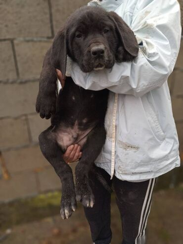 Psi: Na prodaju Ekskluzivni štenci Bully Kutta x Kangal Oštenjeni 24