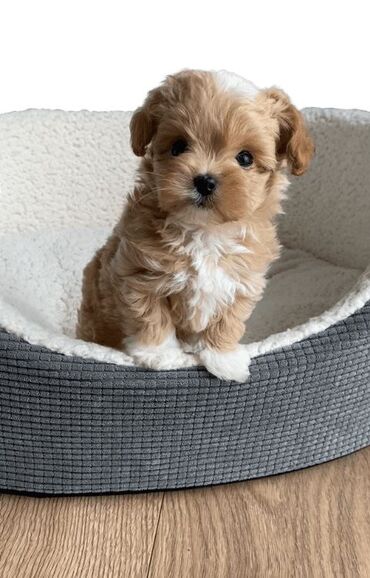 İtlər: Şpitz — 7