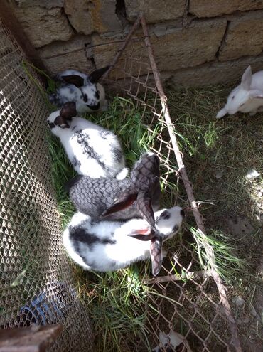 dovsan satisi: Damazlıq dovşanlar satılır biri 10 manat 4 ayliqdilar ünvan Biləcəri