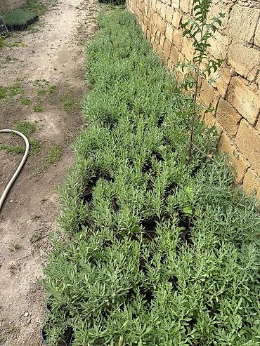 uzum tingləri: Lavanda (Lavandula) tingləri – qara plastik dibçəklərdə - Bitki növü — 3