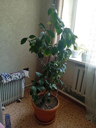 Лимоны: Крупное комнатное растение в горшке — цитрус (деревце в кадке). - — 1