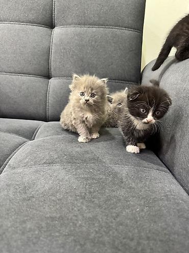 Продажа кошек: Продаю котят Шотландская вислоухая.Котята здоровые,живые,очень — 10