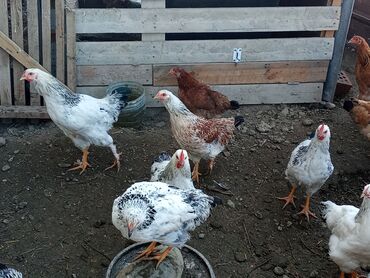 купить кролик декоративный: Продаю | Куры | Домашняя | Для разведения at lalafo.kg купить кролик декоративный: Продаю | Куры | Домашняя | Для разведения