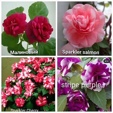 Другие комнатные растения: В продаже детки представленных растений детки каланхоэ по 150 с,детки — 9