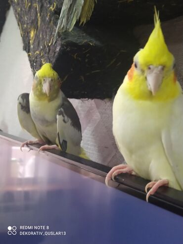 Tutuquşları: SALAM ENDİRİMLƏRƏ DAVAM. 💥🔥.HAZIR DANIŞAN QUŞLAR SATILIR!!!!!! Yaş — 4