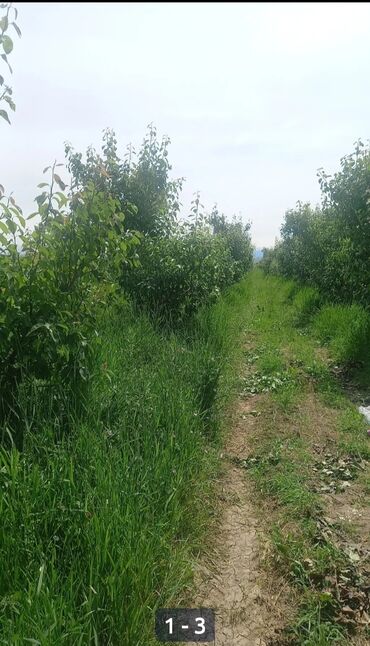 раковины с тумбой в бишкеке: Саженцы груши (вероятно, колонновидные/низкорослые). Фото из