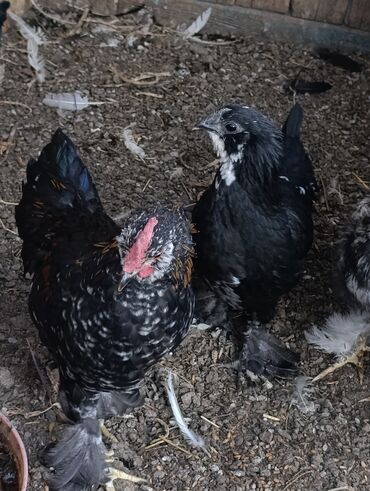 сколько стоит собака породы доберман: Продаются карликовые парочек черная и Рыжая пара . Порода Бентамки