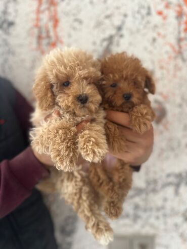İtlər: Pudel, 2 ay, Erkek, Peyvəndli, Pulsuz çatdırılma — 8