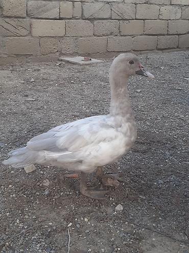 sabuncu toyuq bazari 2022: Erkek ordekler 30 man . aglar (pekin) biri 8 man. diri cekileri 1kg — 5