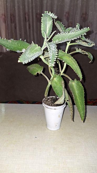 каланхоэ: Продаю лечебный каланхоэ Дегремона (Bryophyllum daigremontianum) 1 — 2