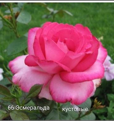 Rose saplings: Кустовые розы — сорта: - Э Шропшир Эд (№534): густомахровые — 45