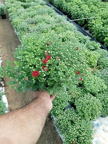 dekorativ bitkiler adlari: Bağ və landşaft üçün canlı bitkilər və dekorativ ağaclar - Zəngin — 5