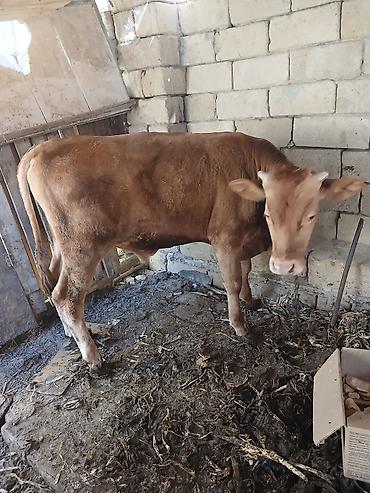 iney dana: Məhsul: Qırmızı-bur (qəhvəyi rəngli) cinsli erkek dana Təsvir: - — 2