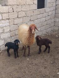 Qoyunlar, qoçlar: Yanı balalı 3 dənə qala cinsi qoyunlar və bir yerli qoyun satılır -da lalafo.az — 5 Qoyunlar, qoçlar: Yanı balalı 3 dənə qala cinsi qoyunlar və bir yerli qoyun satılır — 5