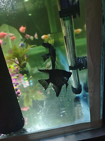 akvaryum filtiri: Dördbucaq akvarium, Balıqlarla birlikdə, 144 l, Ödənişli çatdırılma — 1