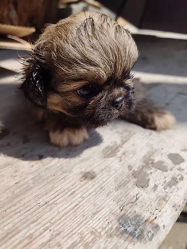 İtlər: Pekines, 1 ay, Erkek — 5