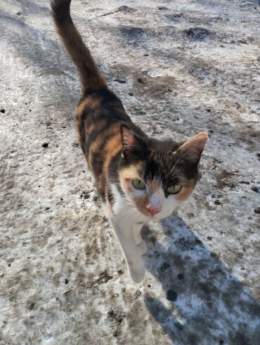 Отдам даром кошку: Более 5 лет, Девочка, Приучена к лотку, Проглистована