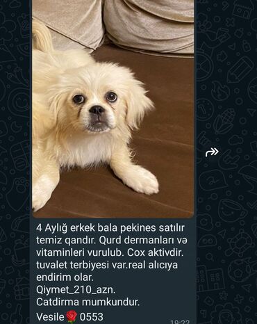 taksa iti satilir: Pekines, 4 ay, Erkek, Peyvəndli, Pulsuz çatdırılma