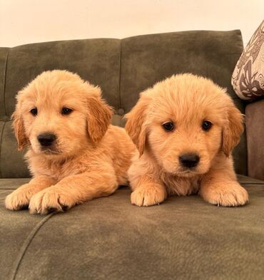 İtlər: Labrador-retriver, 1 ay, Dişi — 10