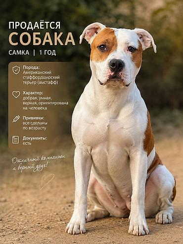 помощь животным: Амстафф, 1 год, Самка, С прививкой, С родословной — 1