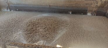 Животные: ОсОО "Абдыш-Ата" город Кант пивная дробина барда корм для крупно